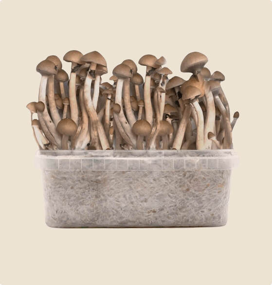 bestes B+ Pilzzuchtset, 1200 ml