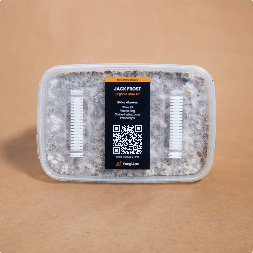 bestes Pilzzuchtset für Zauberpilze