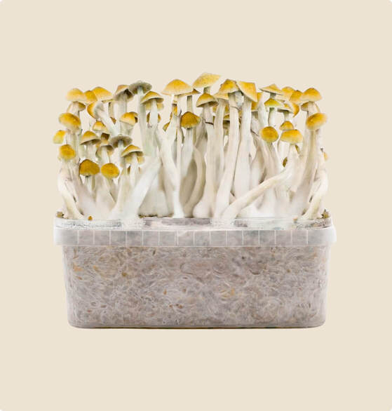 bestes Mazatapec Pilzzuchtset, 1200 ml