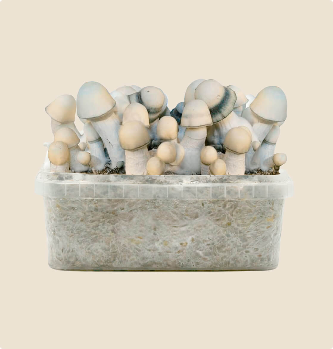 bestes Yeti Pilzzuchtset, 1200 ml